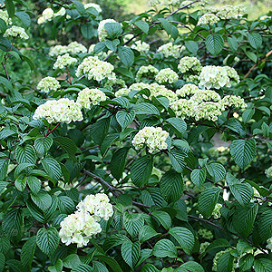 Viburnum Plicatum 'Plicatum'