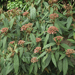 Viburnum Rhytidophyllum - Leatherleaf Viburnum