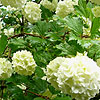 Viburnum Opulus - Sterile