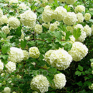 Viburnum Opulus 'Sterile' - Guelder Rose