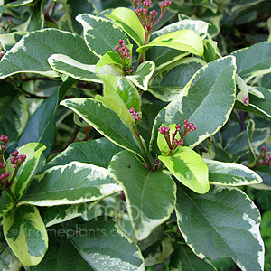 Viburnum Tinus 'Variegatum'