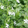Vinca Defformis
