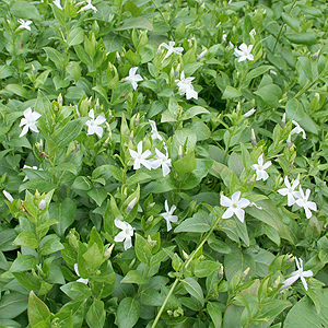 Vinca Defformis - Periwinkle
