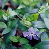 Vinca Minor