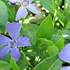 Vinca Minor - Bowles Variety