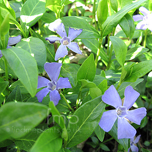 Vinca Minor 'Bowles Variety' - Periwinkle