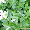 Vinca Defformis