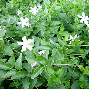 Vinca Defformis - Periwinkle