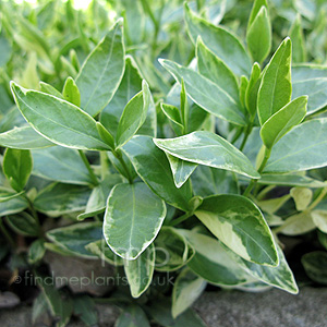 Vinca Minor 'Aureovariegata' - Verigated Periwinkle