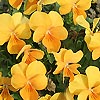 Viola - Jewel Orange