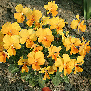 Viola 'Jewel Orange' - Violet