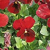Viola - Jewel Red