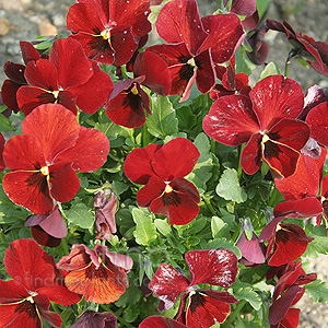 Viola 'Jewel Red'