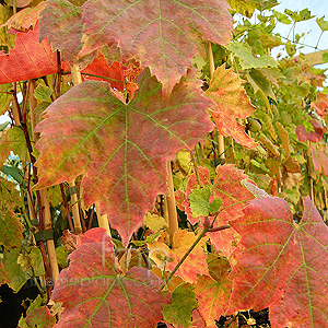 Vitis 'Brant'