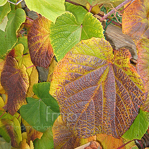 Vitis Coignetiae