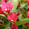 Weigela - Eva Rathke