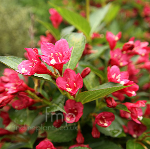 Weigela 'Eva Rathke' - Weigela