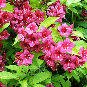 Weigela Rubicor - Weigela