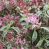 Weigela Praecox - Variegata