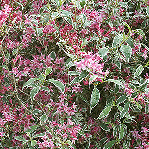 Weigela Praecox 'Variegata' - Weigela