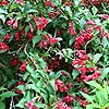 Weigela - Red Prince