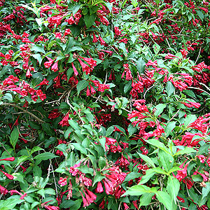 Weigela 'Red Prince' - Weigela