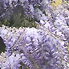 Wisteria Floribunda - Multijuga