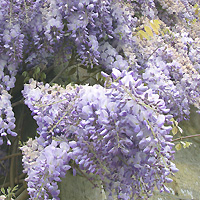 Wisteria Floribunda 'Multijuga' - Wisteria