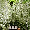 Wisteria Floribunda - Alba