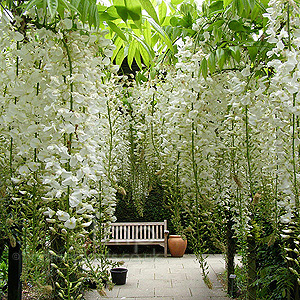 Wisteria Floribunda 'Alba' - Wisteria