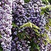 Wisteria Floribunda - Black Dragon