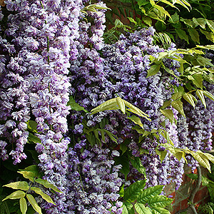 Wisteria Floribunda 'Black Dragon' - Wisteria