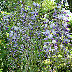 Wisteria Floribunda - Wisteria