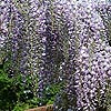 Wisteria Floribunda - Domino