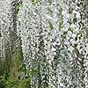 Wisteria Floribunda - Kuci-Beni