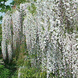 Wisteria Floribunda 'Kuci-Beni' - Wisteria