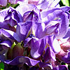 Wisteria Frutescens - Longwood Purple