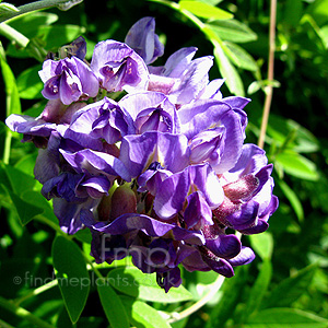 Wisteria Frutescens 'Longwood Purple' - Wisteria