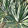 Yucca Recurvifolia
