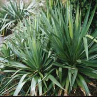 Yucca Gloriosa - Spannish Dagger