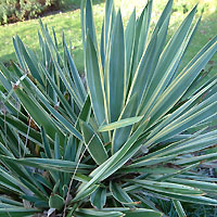 Yucca Gloriosa 'Variegata'