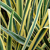 Yucca Filamentosa - Bright Edge