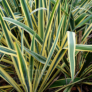 Yucca Filamentosa 'Bright Edge' - Adam's Needle