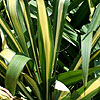 Yucca - Garlands Gold