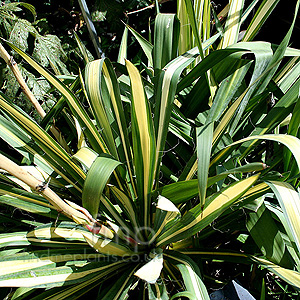 Yucca 'Garlands Gold'