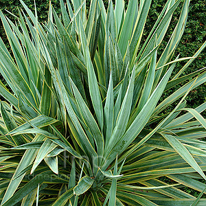 Yucca Gloifolia 'Marginata'