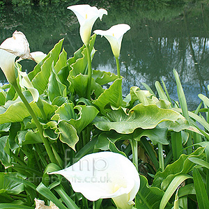 Zantedeschia Aethiopica 'Crowborough' - Arum Lily