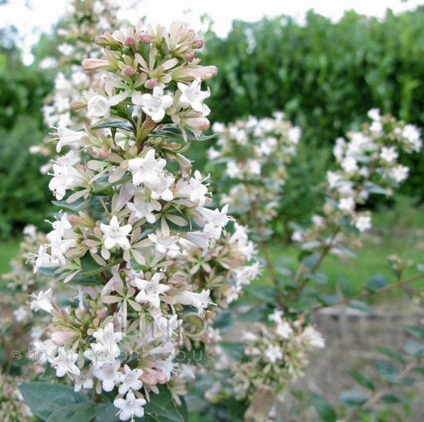 Big Photo of Abelia Chinensis Fl