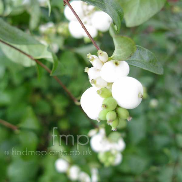 Big Photo of Abelia Dorenbosei
