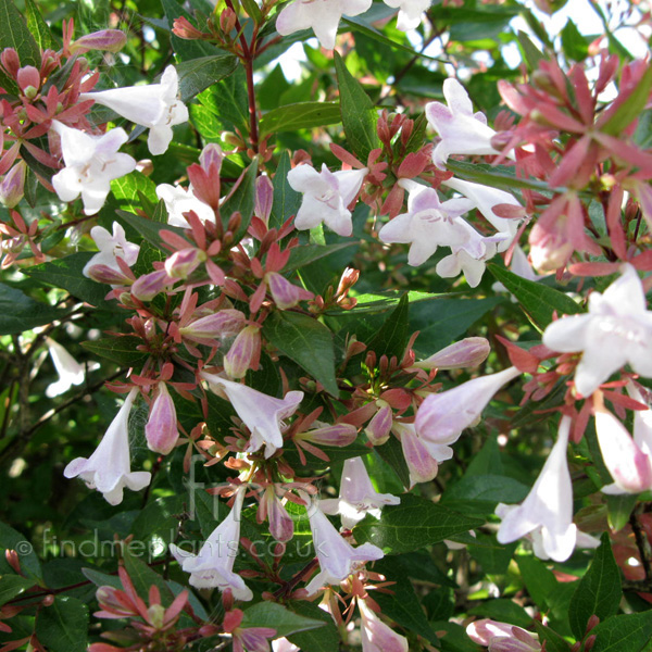 Big Photo of Abelia Garndi Fl